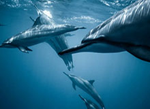 华体会官方入口-火箭交易沃尔实为讨好哈登？大胡子留队可能性大增